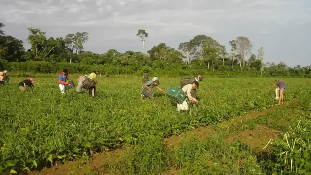 Agricultura familiar no DF: R$ 1 bilhão e 10 mil produtores