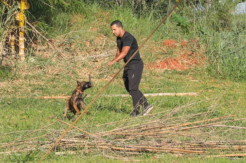 Brasília: cães policiais com superolfato